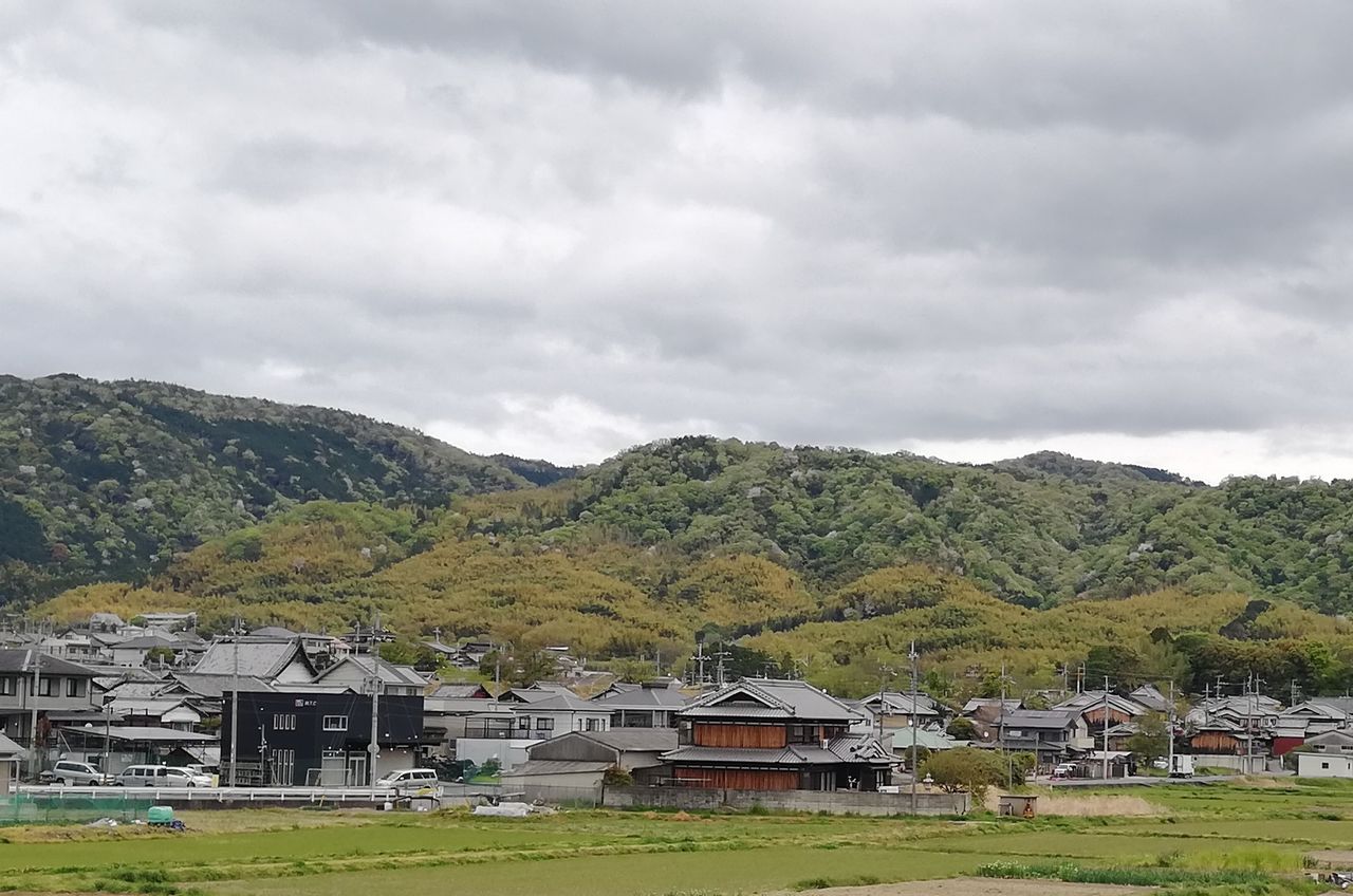 丘陵地に広がるモウソウチク林（黄緑色の部分）の景観（京都府南部）