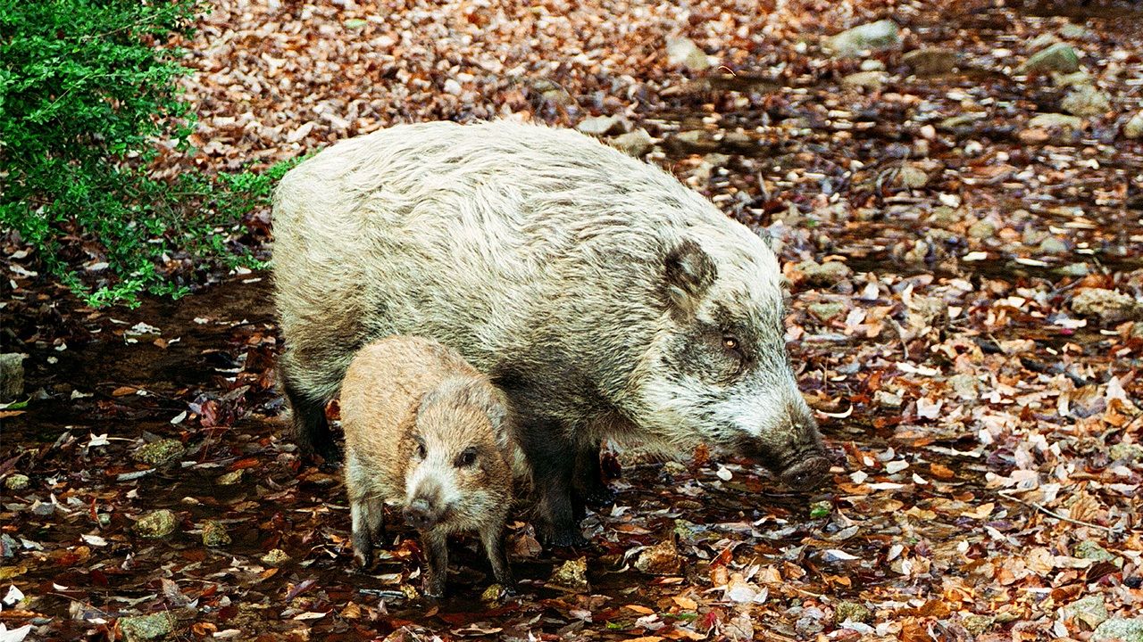 野生 動物 と 人間 の 共存