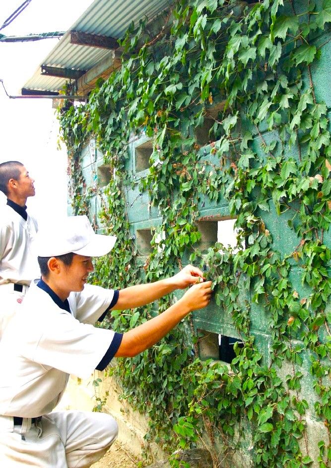 和歌山県立橋本高校で回復した甲子園球場のツタ(2006年7月6日、和歌山県橋本市)共同