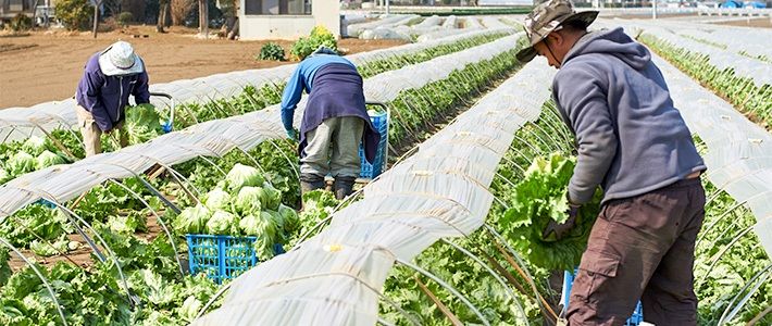 日本農業が生き残るために：外国人材活用の現状と課題