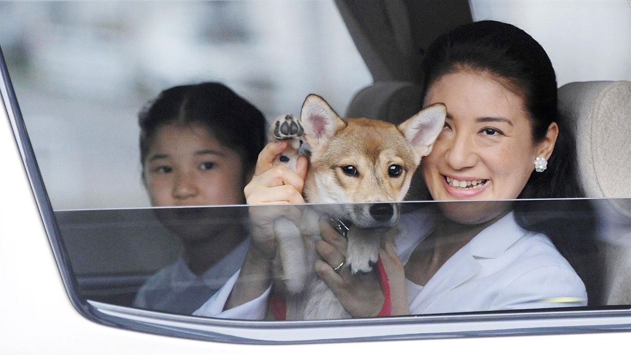 ロイヤル ワンコゆりちゃんは雑種の保護犬 Nippon Com