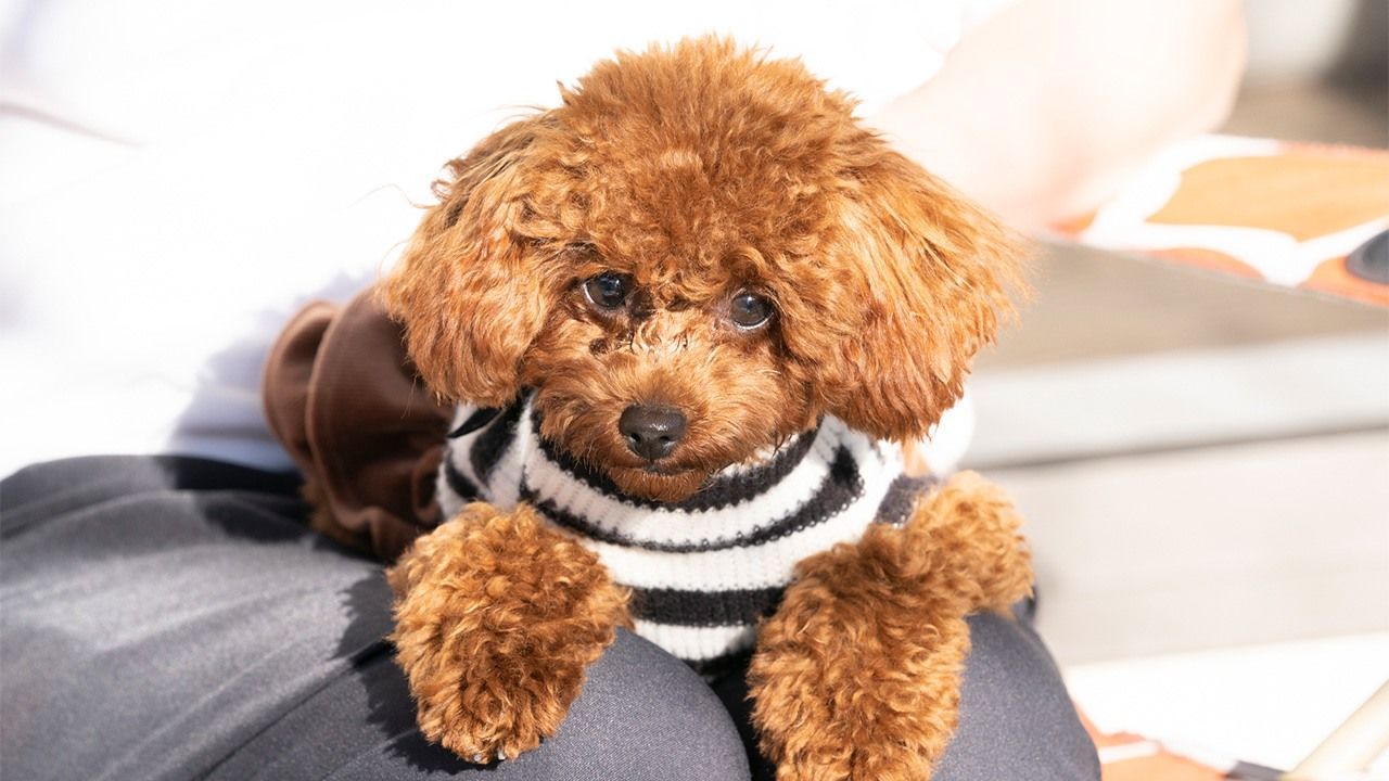人気の犬種ランキング 13年連続でトイプードルが1位 ペット保険大手の調査で Nippon Com