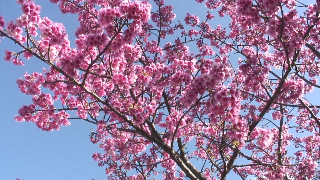 ソメイヨシノ トップは東京の3月18日 日本気象の桜の開花予想 Nippon Com