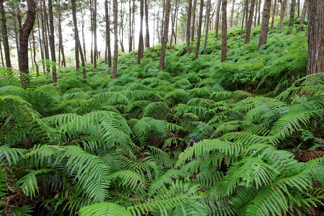 群生する裏白(PIXTA)