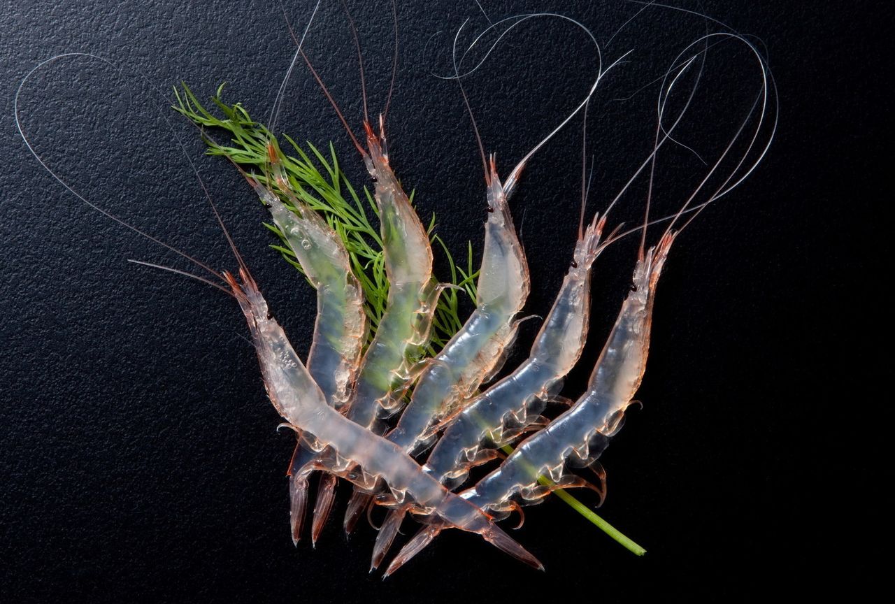 白エビ(写真提供:とやま観光推進機構)