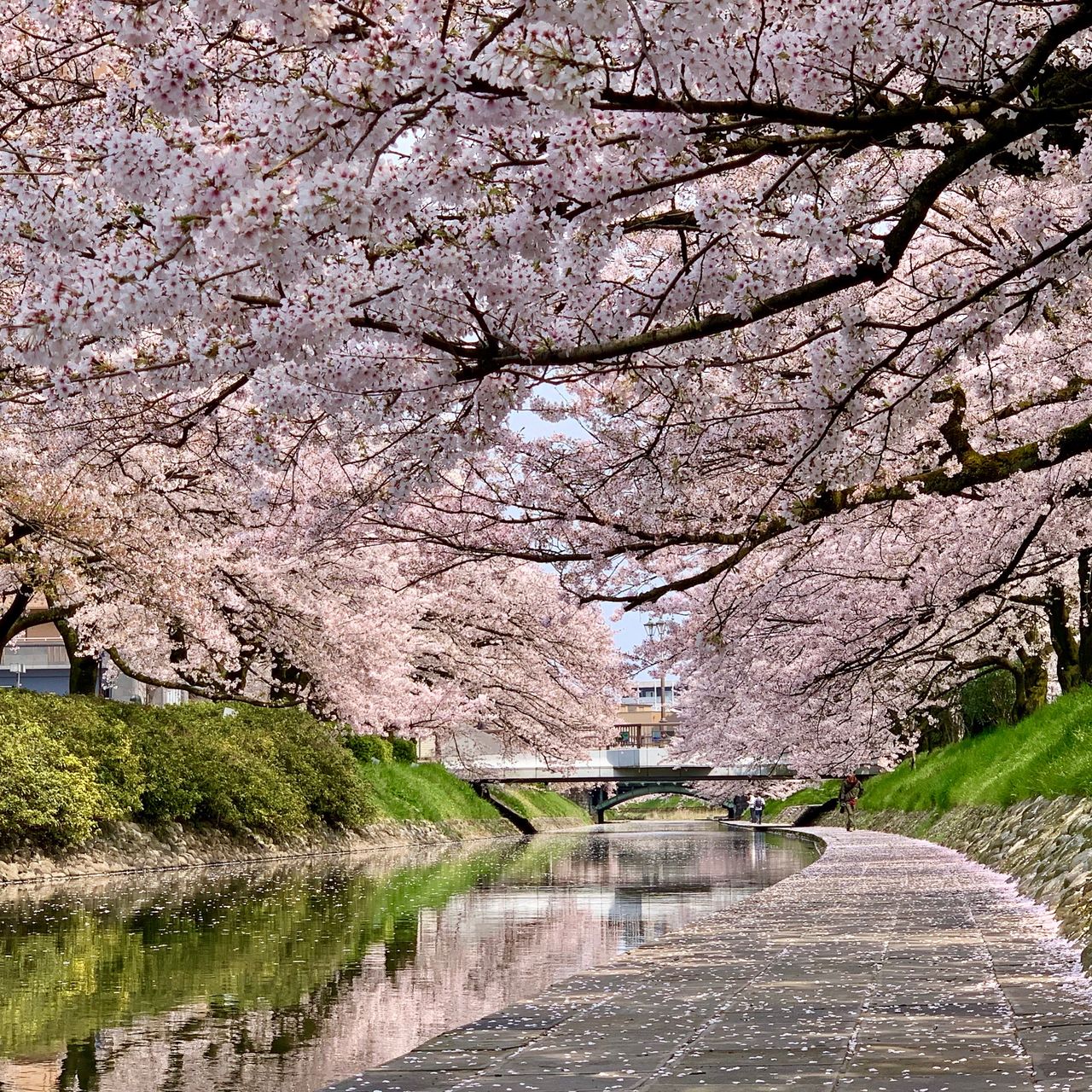 松川べりの桜並木(写真提供 : 富山市観光協会)