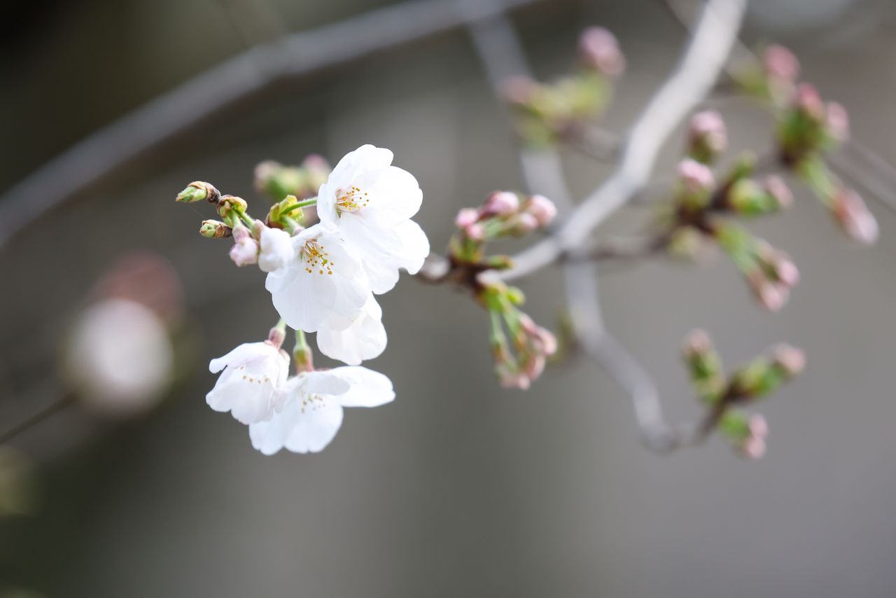3月24日に開花が確認された東京・靖国神社の標本木(時事)