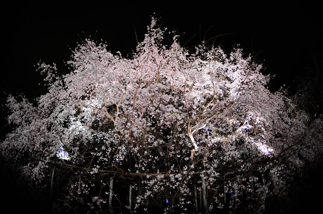 六義園(文京区)の枝垂桜。夜の桜も幻想的で美しい(PIXTA)