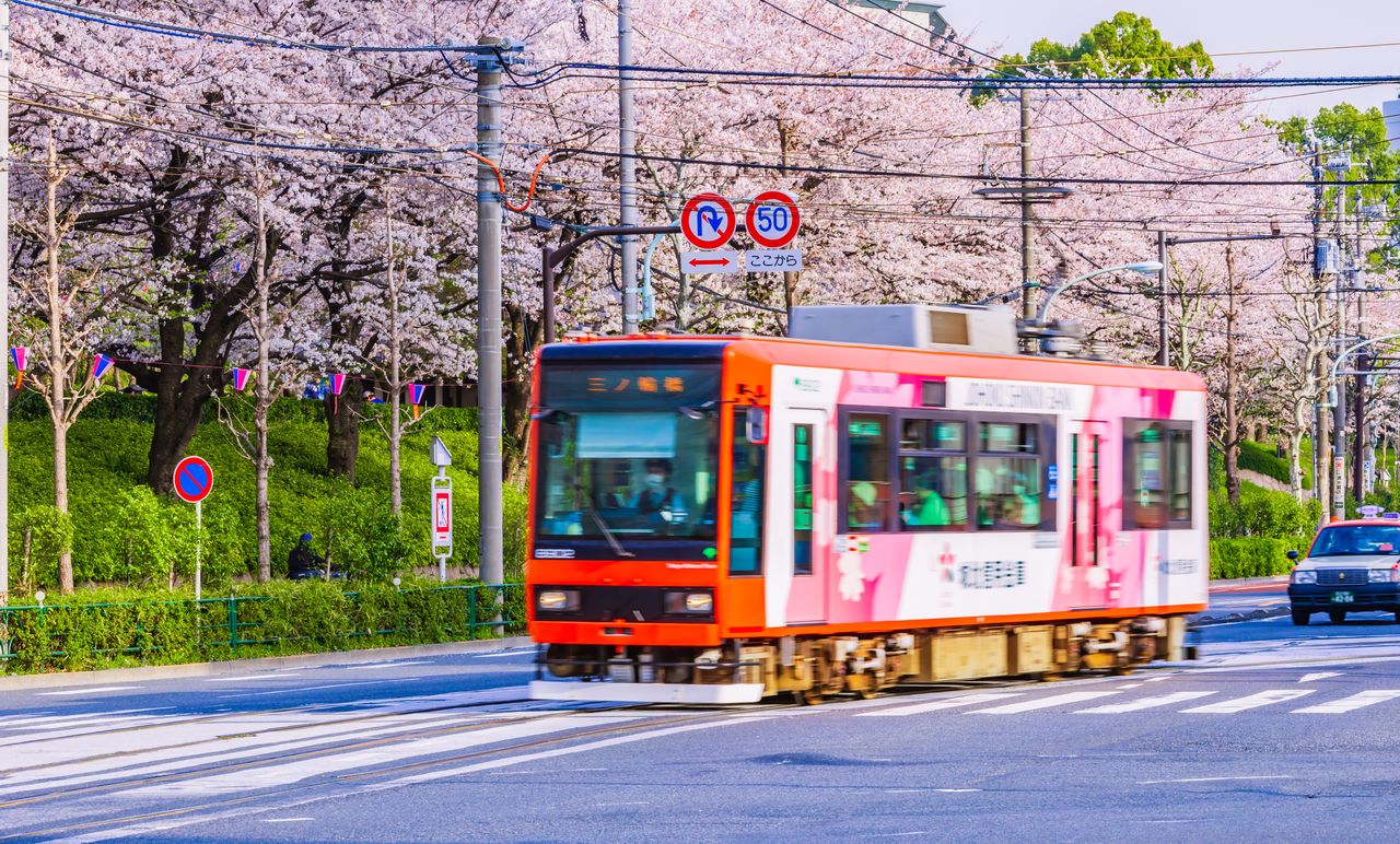 飛鳥山公園(東京都北区)は徳川8代将軍吉宗が庶民のために桜を植樹して解放した由緒ある桜の名所。都内唯一の路面電車(都電荒川線)からも桜を楽しめる