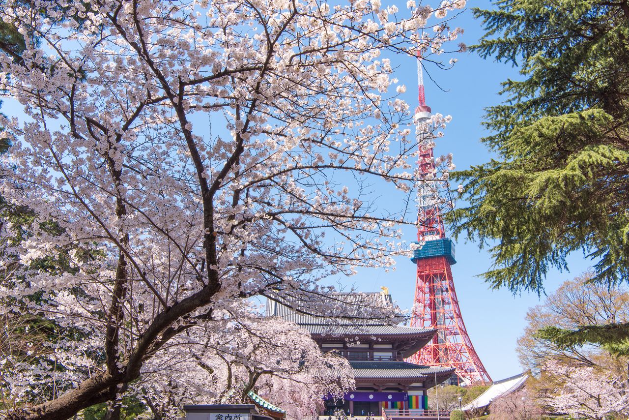 電波塔としての役割はスカイツリーに譲っても、やっぱり絵になる東京タワー(港区)。芝・増上寺から桜との共演(PIXTA)