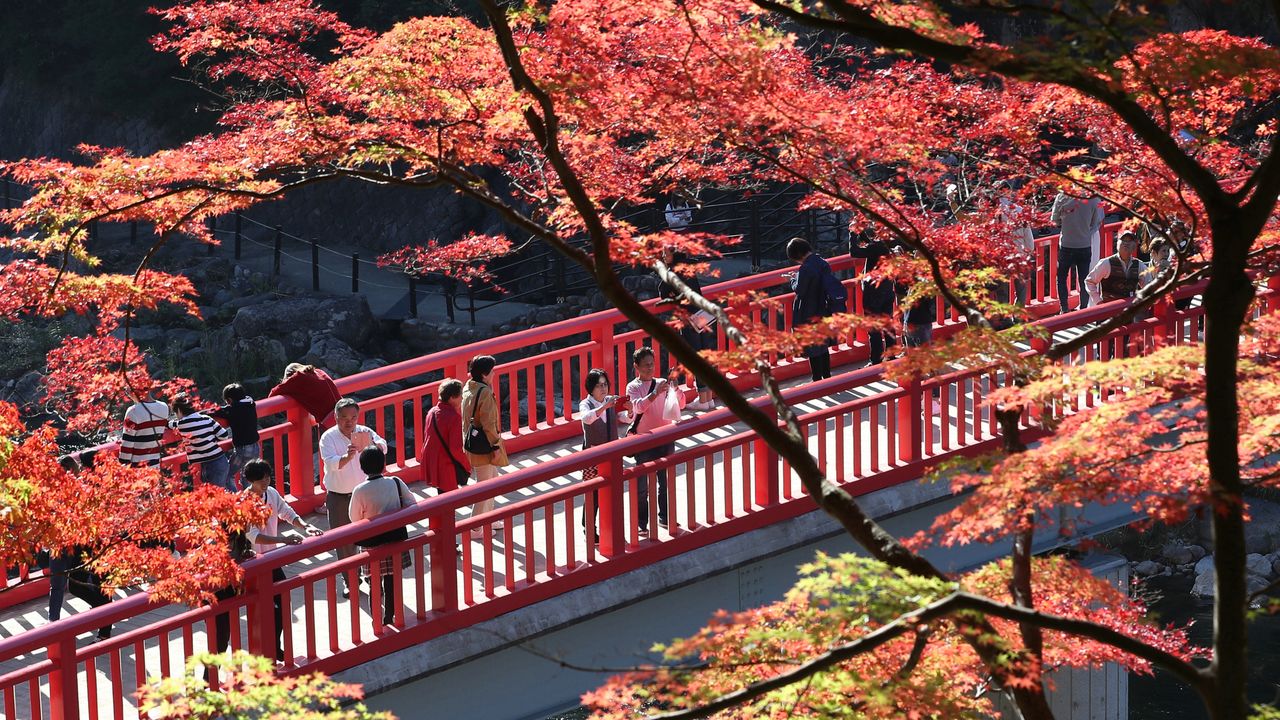 残暑の影響、紅葉は平年よりも遅め―日本気象 : 東京はイチョウ・モミジとも11月下旬見頃