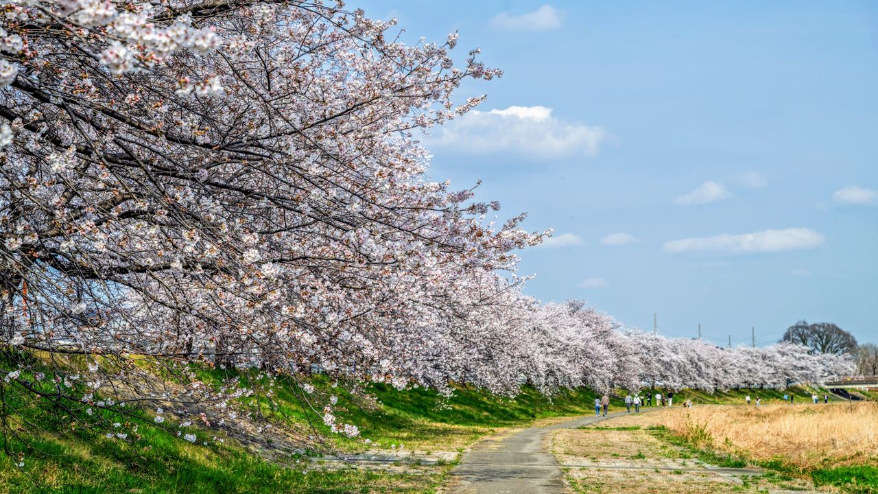 こだま千本桜=埼玉県本庄市(フォトAC) / 川の両岸約5キロにわたって1100本の桜が植えられている
