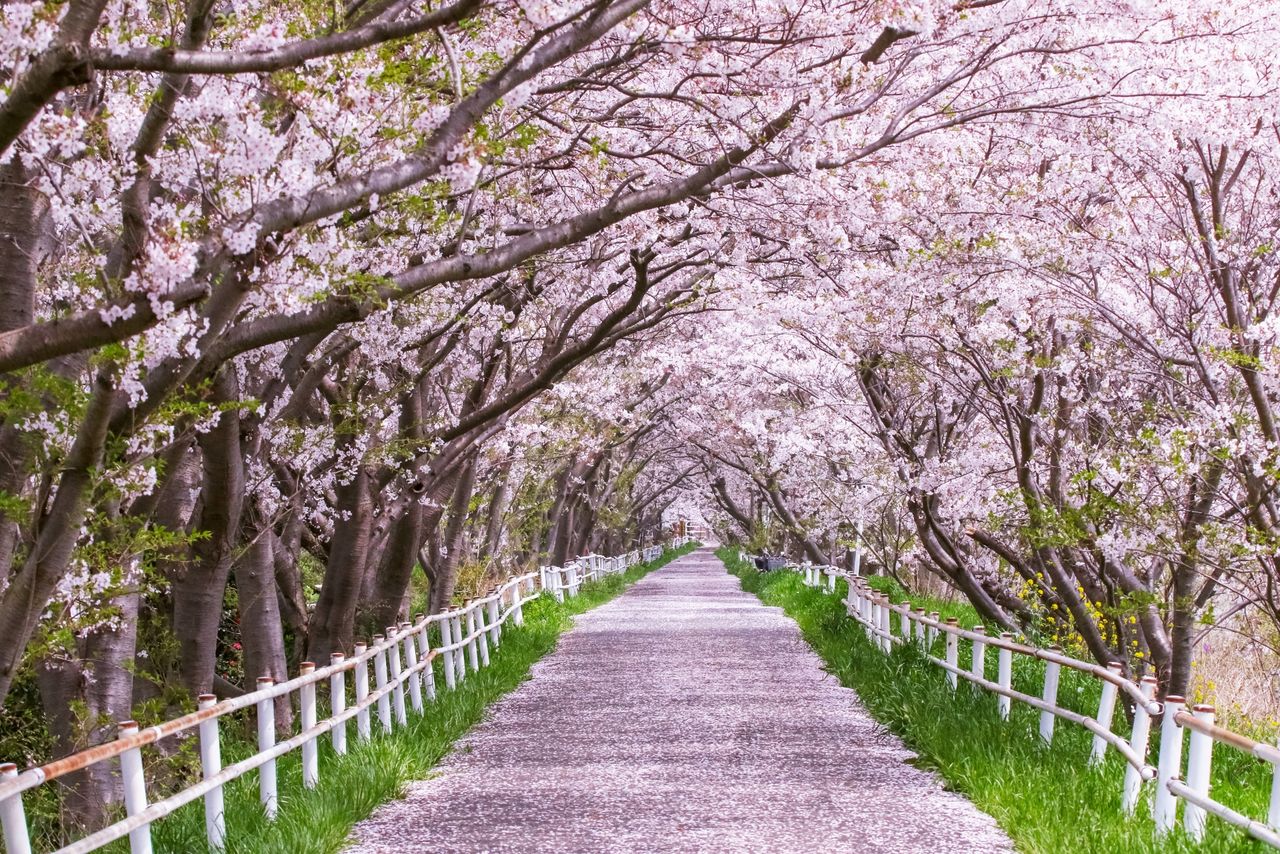 花見川サイクリングコース = 千葉市花見川区・美浜区(フォトAC) / 花見川に沿って約13キロの長いサイクリングコースが続く