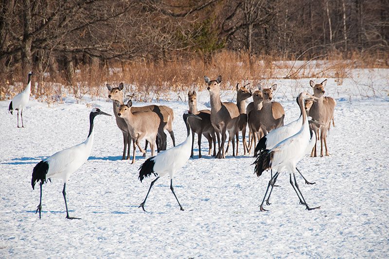 タンチョウの餌場にやってきたエゾシカ(2017年、ニッポンドットコム編集部撮影)