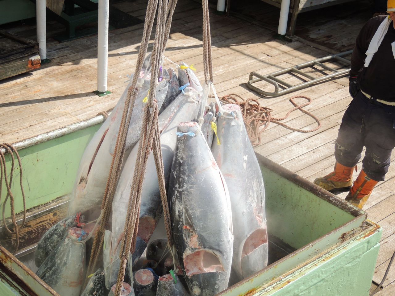 魚倉からクレーンにつながれたロープで冷凍マグロが釣り上げられる様子　写真：筆者提供