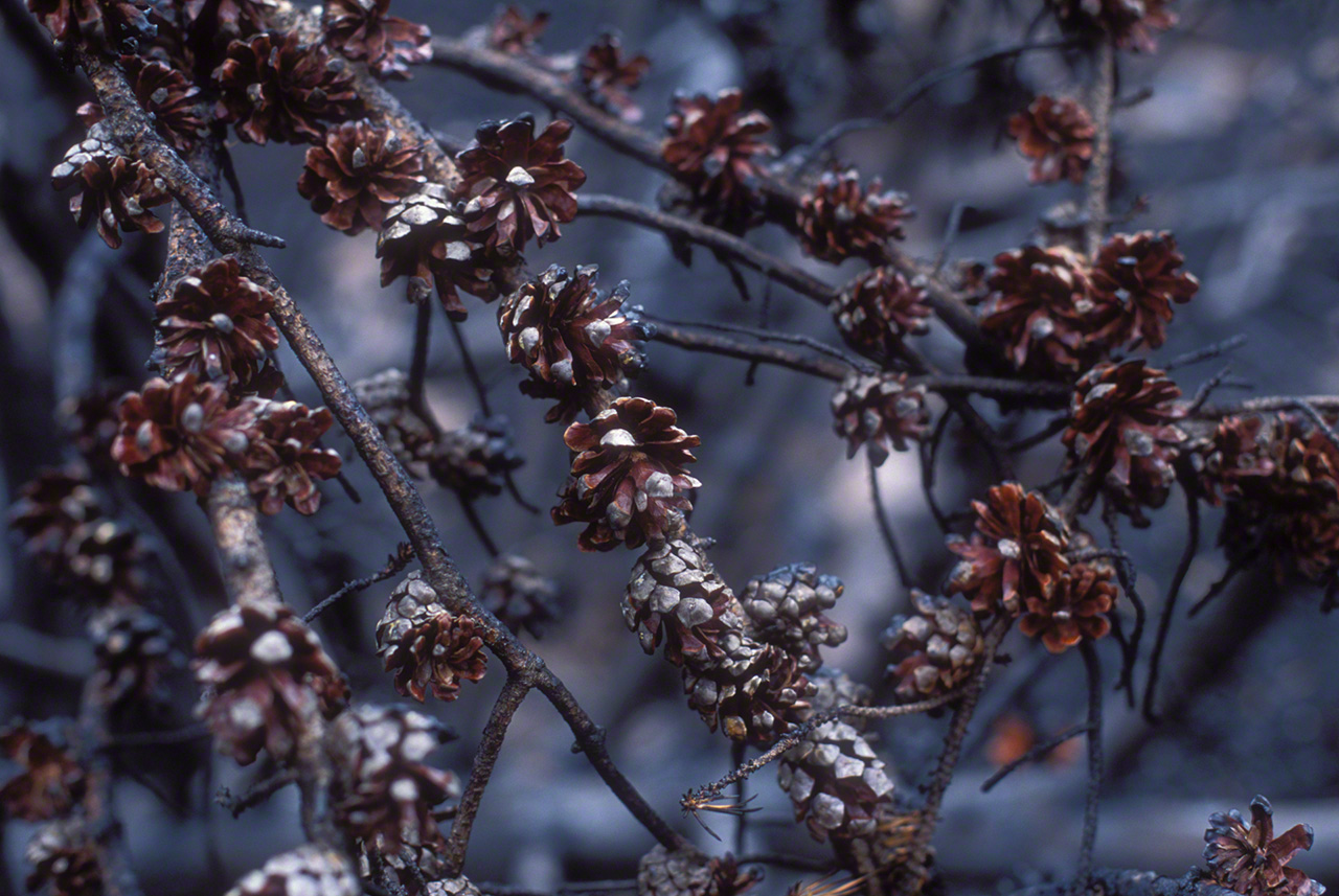 炎で熱せられて開いたジャックパインの松ぼっくり(撮影:2006年)