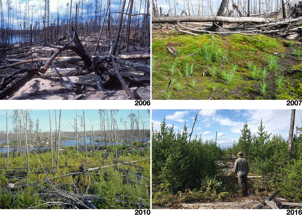 焼け野の定点観測4点