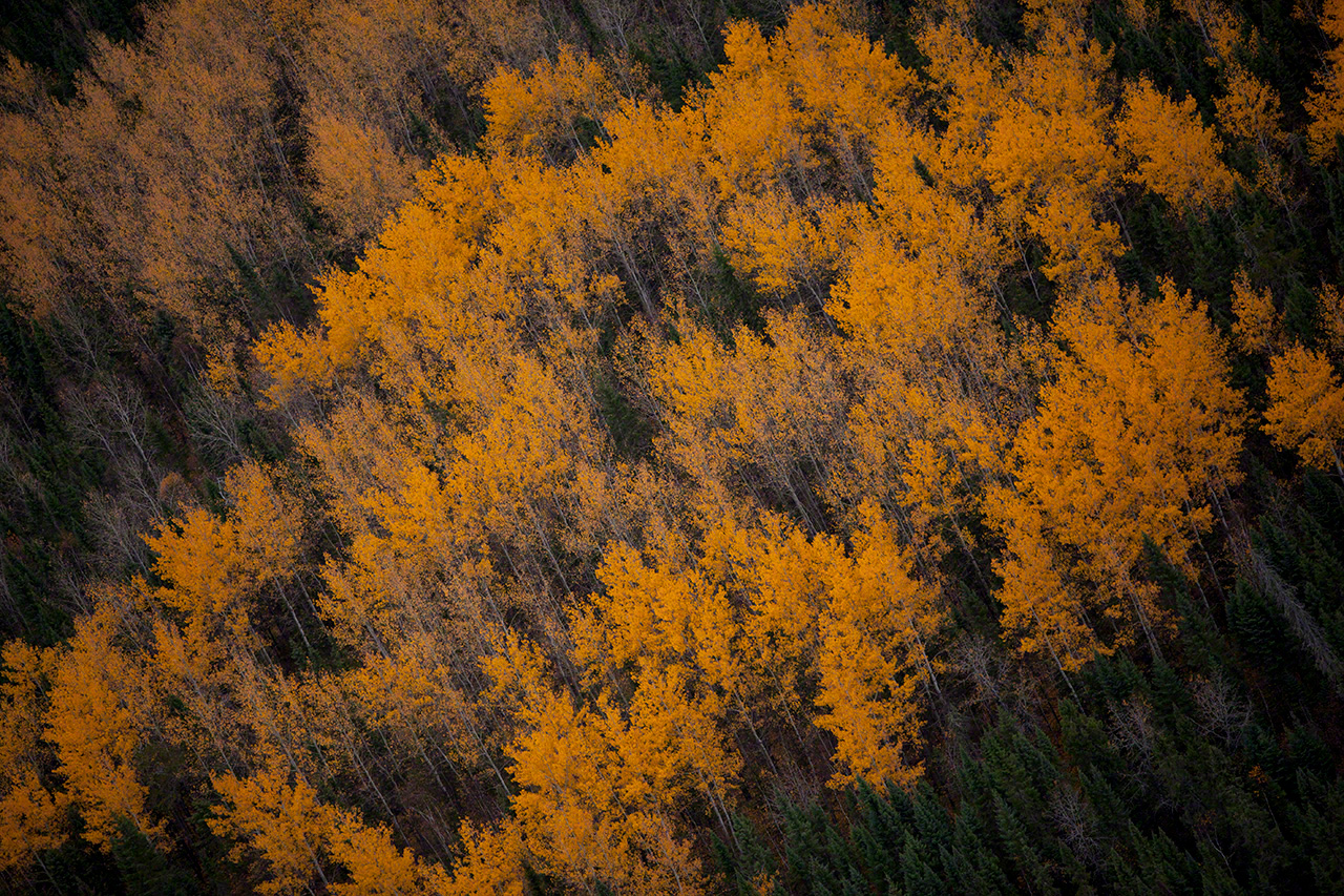 色づく秋の森（撮影：2012年）