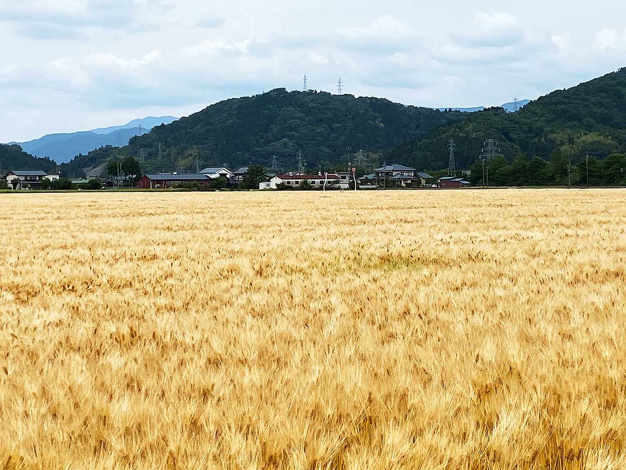黄金色が美しい麦畑（写真提供：重久さん）