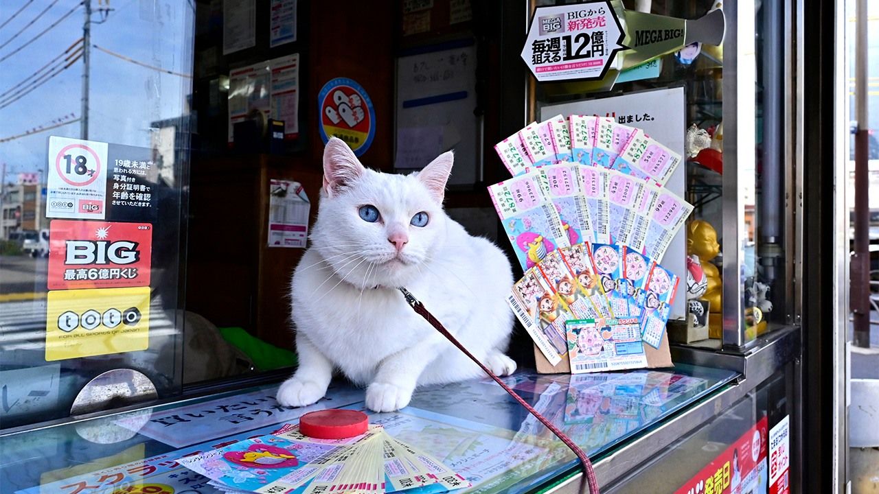 総額26億円 高額当せんを招く猫 宝くじ売場のマコちゃん 働く動物たち Episode 1 Nippon Com