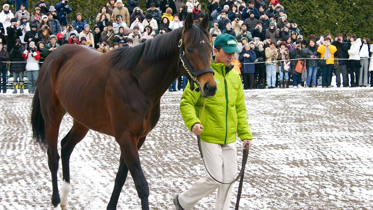 ディープインパクト追悼にかえて 誰も知らない天才馬の もう一つ の仕事ぶり Nippon Com