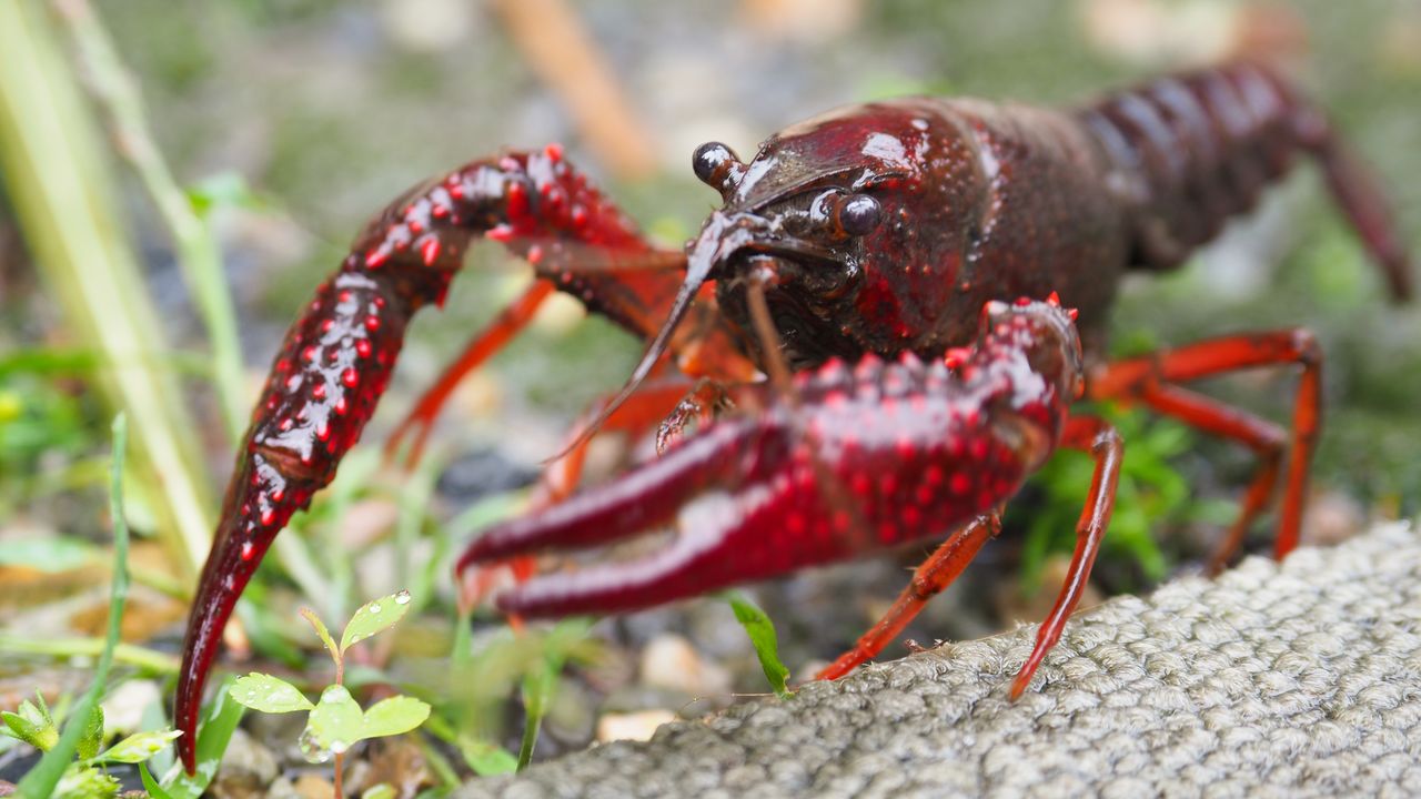 アメリカザリガニの放流 譲渡禁止 釣りや料理はこれまで通り 豊洲では1キロ3000円の高級食材 Nippon Com