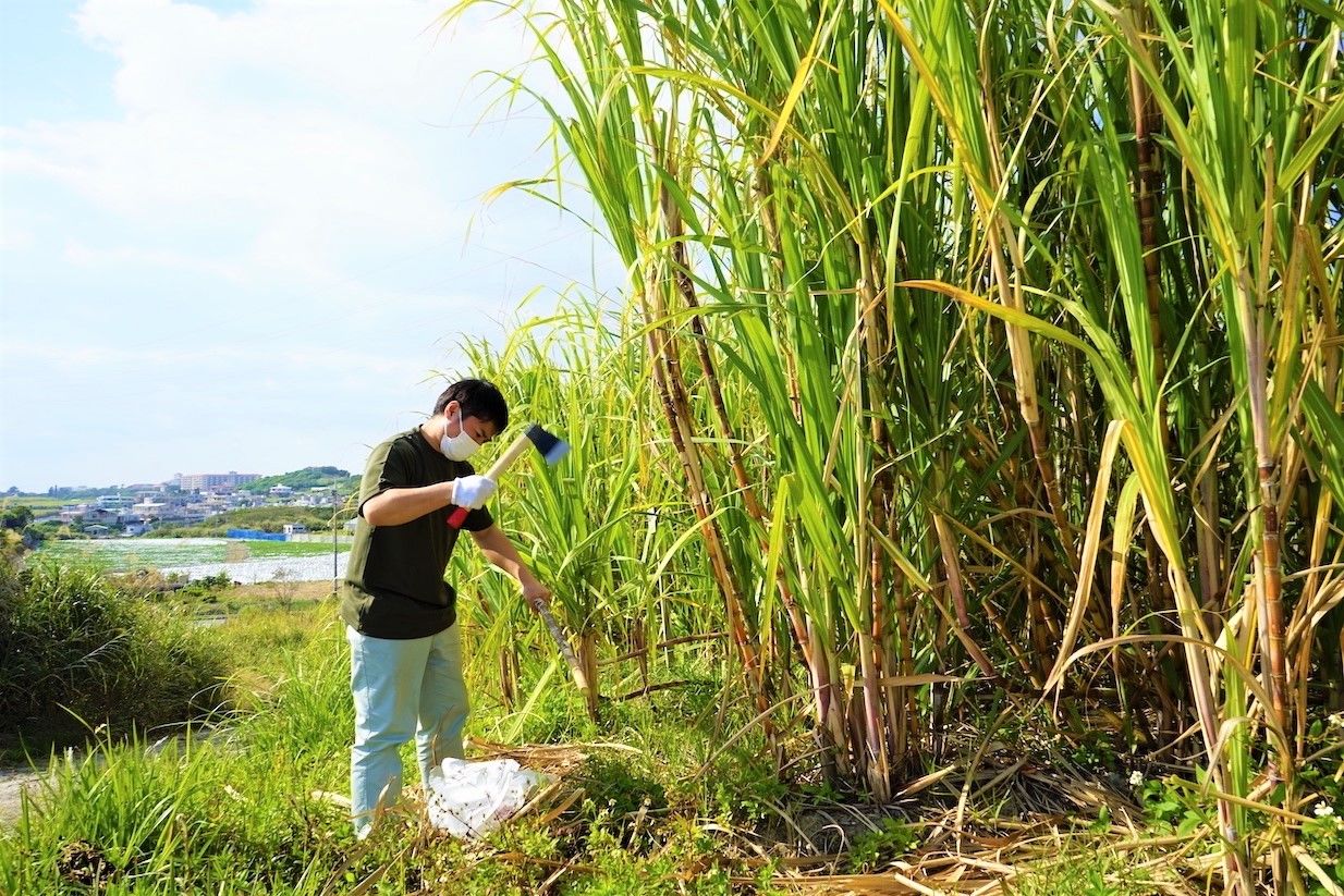 沖縄が ラムの聖地 になる日 老舗の泡盛蒸留所がサトウキビで切り拓く地域の未来 Nippon Com