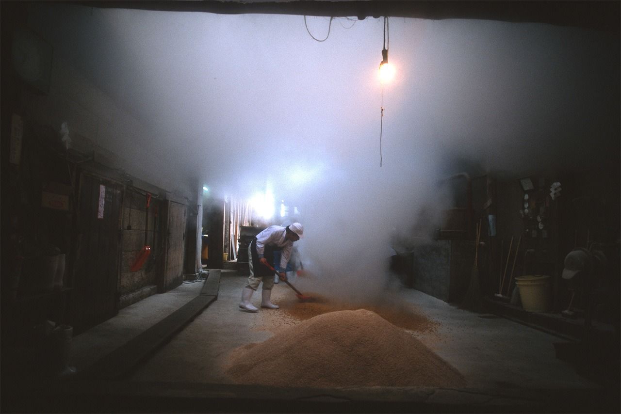 盛り込み作業。蒸した大豆と炒り小麦、種麹菌を混ぜ込み、浅い木箱に盛り込んで麹室に入れる