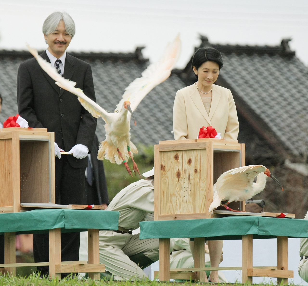 秋篠宮ご夫妻によって放鳥され、飛び立つトキ（新潟・佐渡市）（時事、2008年9月撮影）