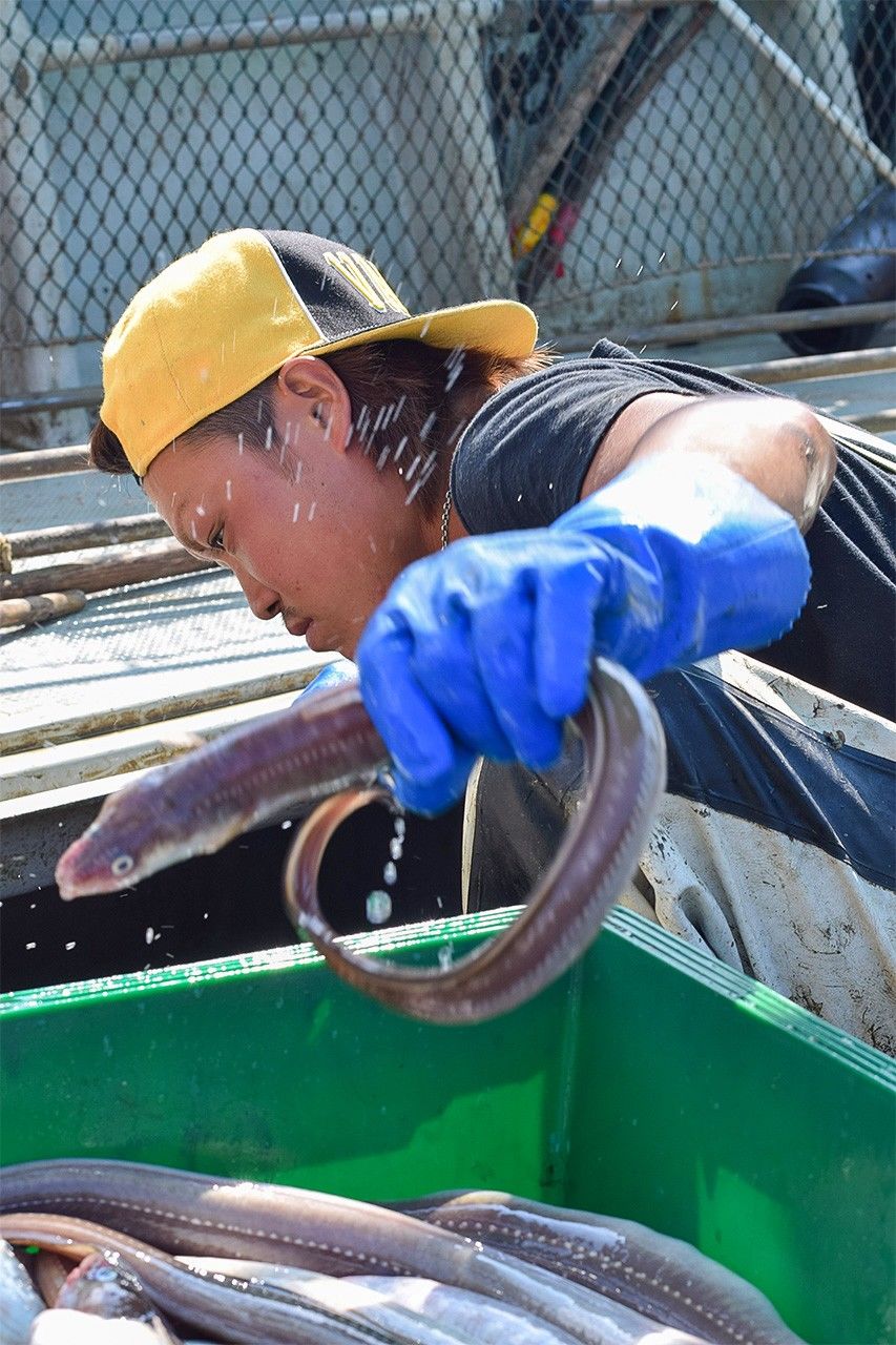 「魚は獲らない」―ある漁師の選択 : コロナ禍で価格暴落 - Nippon.com