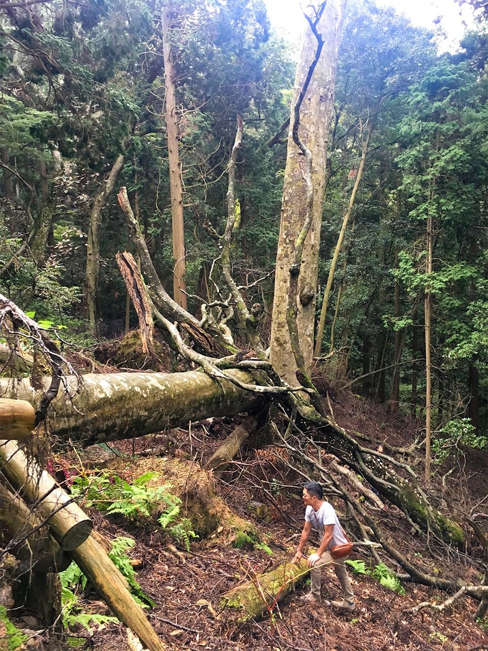 妙見山のブナの原生林で木々対話するラヘズ・タリフ氏（筆者撮影）