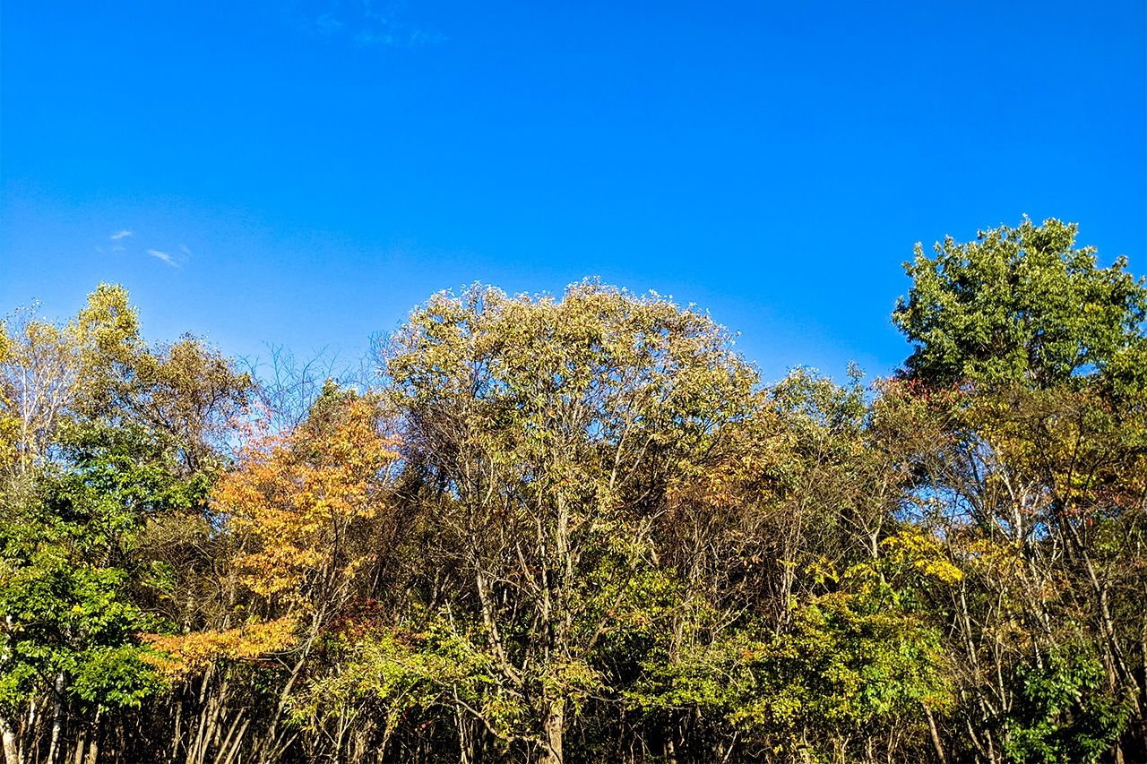 真っ青に広がる秋の空は、いつ眺めても気持ちがいい