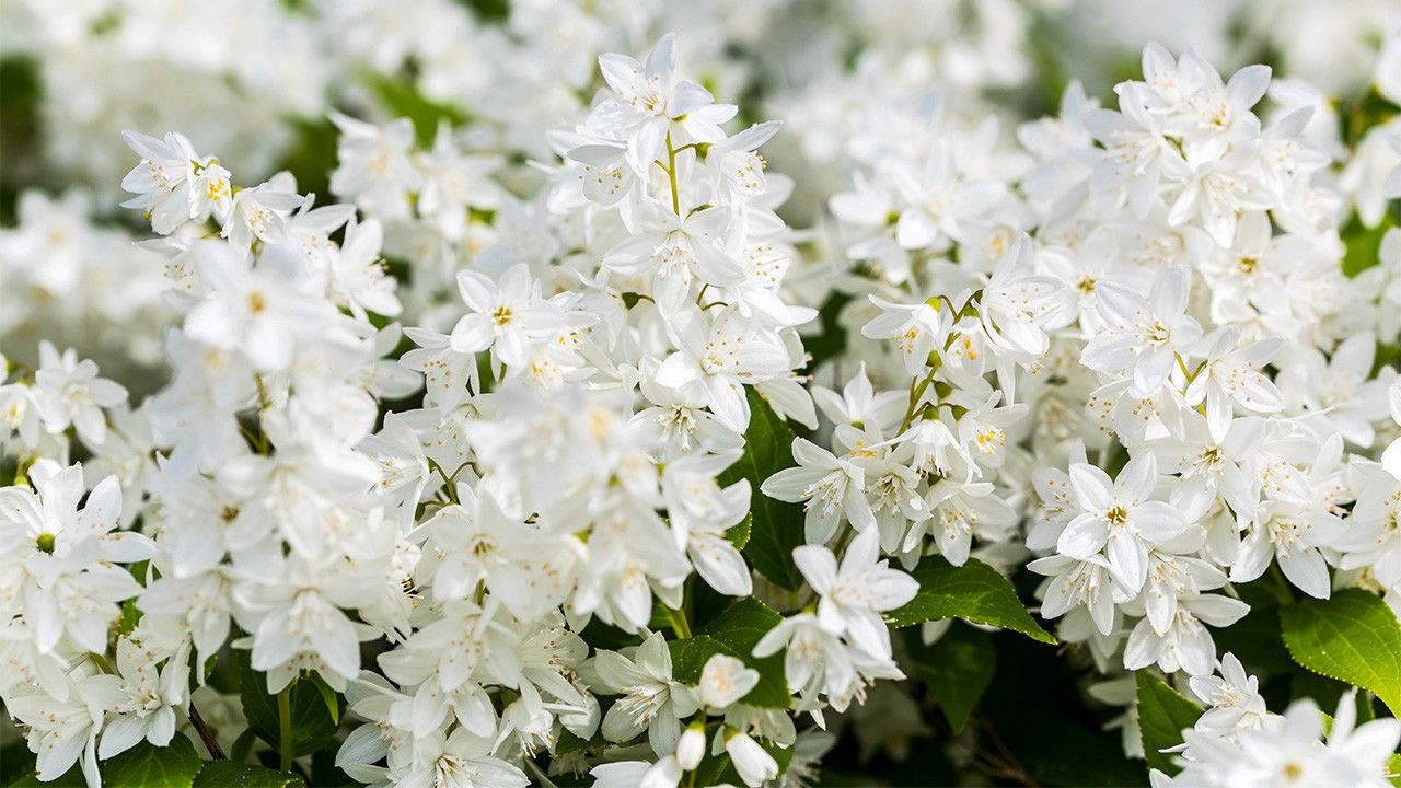 雪月花（せつげつか）一度にみする卯木（うつぎ）哉（かな） ― 貞徳