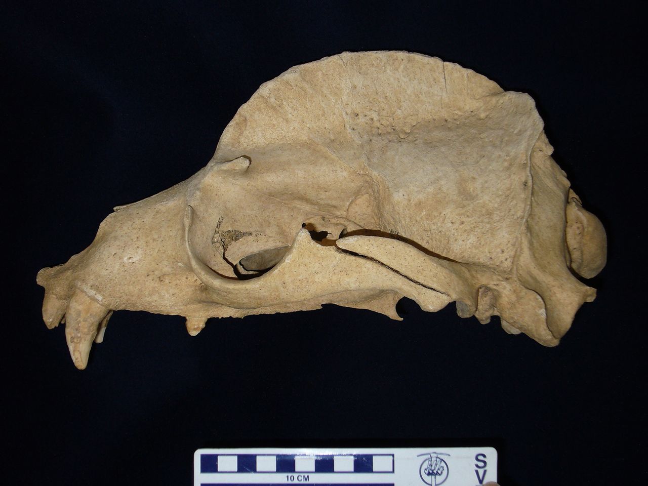 北海道の礼文島の縄文時代後期後半（約3200年前）の遺跡から出土したニホンアシカのオスの頭蓋（伊達市噴火湾文化研究所保管）。高く発達した矢状稜が特徴（画像提供：甲能直樹博士）