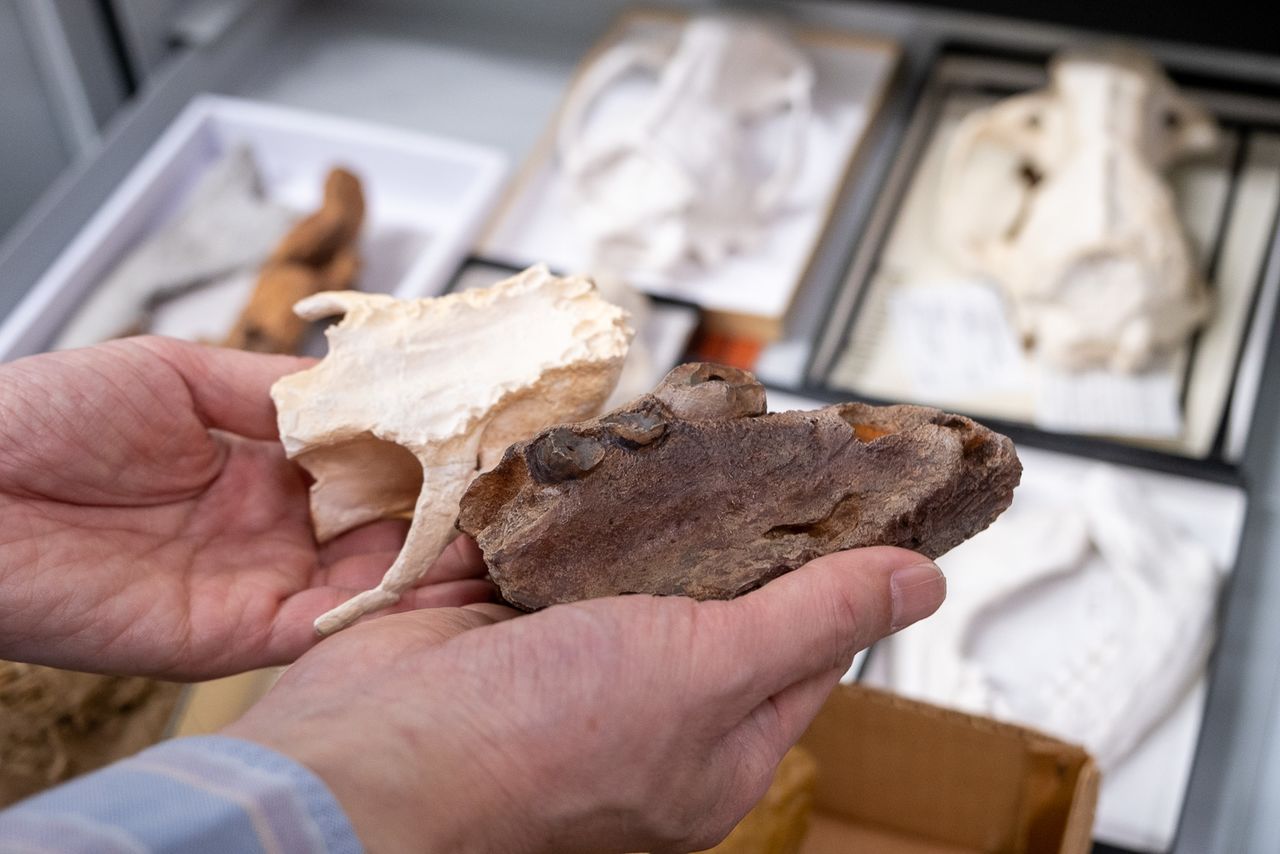 左は約2500万年前の鰭脚類の原型とされるエナリアークトスの一種、右は千葉県で出土した約80万年前のオリエンスアークトス。いずれも成獣の口蓋部で、体のサイズが大型化し、2歯根から単歯根へと海棲に適応したアシカ類の進化の特徴が見てとれる ©Michiko HAYASHI