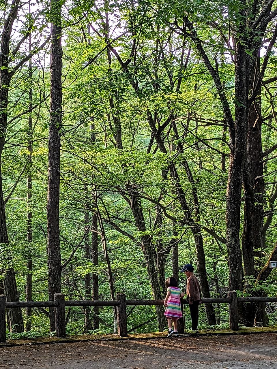 軽井沢の春は、緑がわっと立ち現れてくる