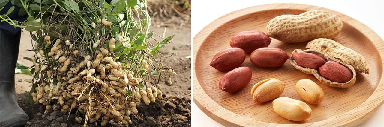 掘り出したばかりの落花生(左)、殻付きピーナツ(PIXTA)