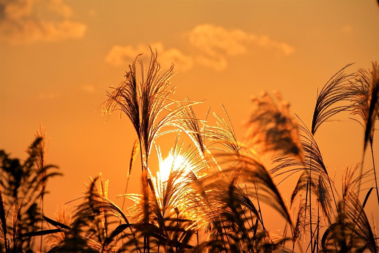 秋の夕暮れ(PIXTA)