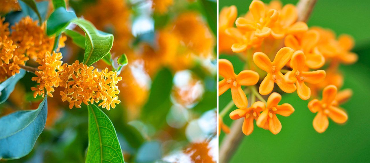 キンモクセイ(PIXTA)