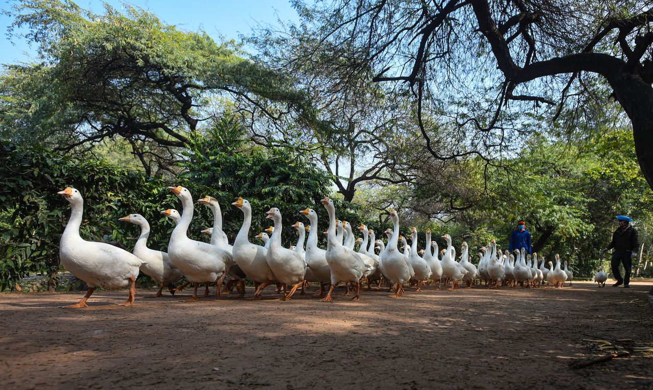 鳥インフルエンザがインドの首都を襲ったと正式に発表した直後、ニューデリーのサンジャイ湖のガチョウが検査場に移動させられた。2021年1月11日撮影（Photo by Amal KS/Hindustan Times via Getty Images）