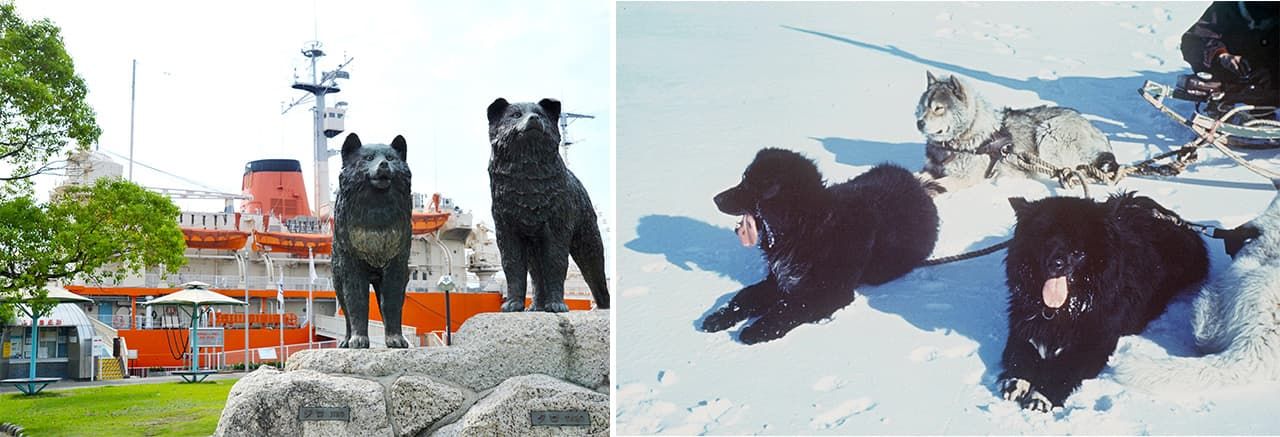 (左)タロとジロの像は、名古屋港に保存展示されている南極観測船「ふじ」の前にもある(右)南極でのタロ(左)とジロ(右) 時事