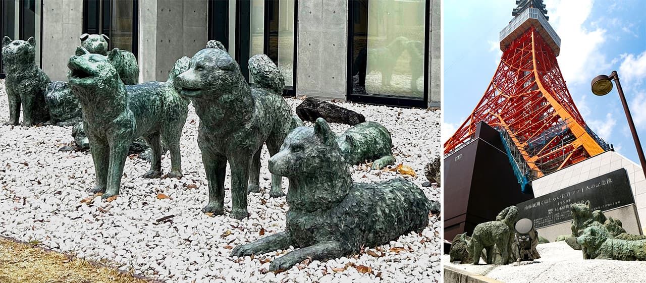 (左)15頭のブロンズ像は、東京・渋谷駅前の「忠犬ハチ公像」を手掛けた安藤士(たけし)氏が制作した 写真=天野久樹(右)東京タワーの入り口に設置されていた頃のカラフト犬像 時事