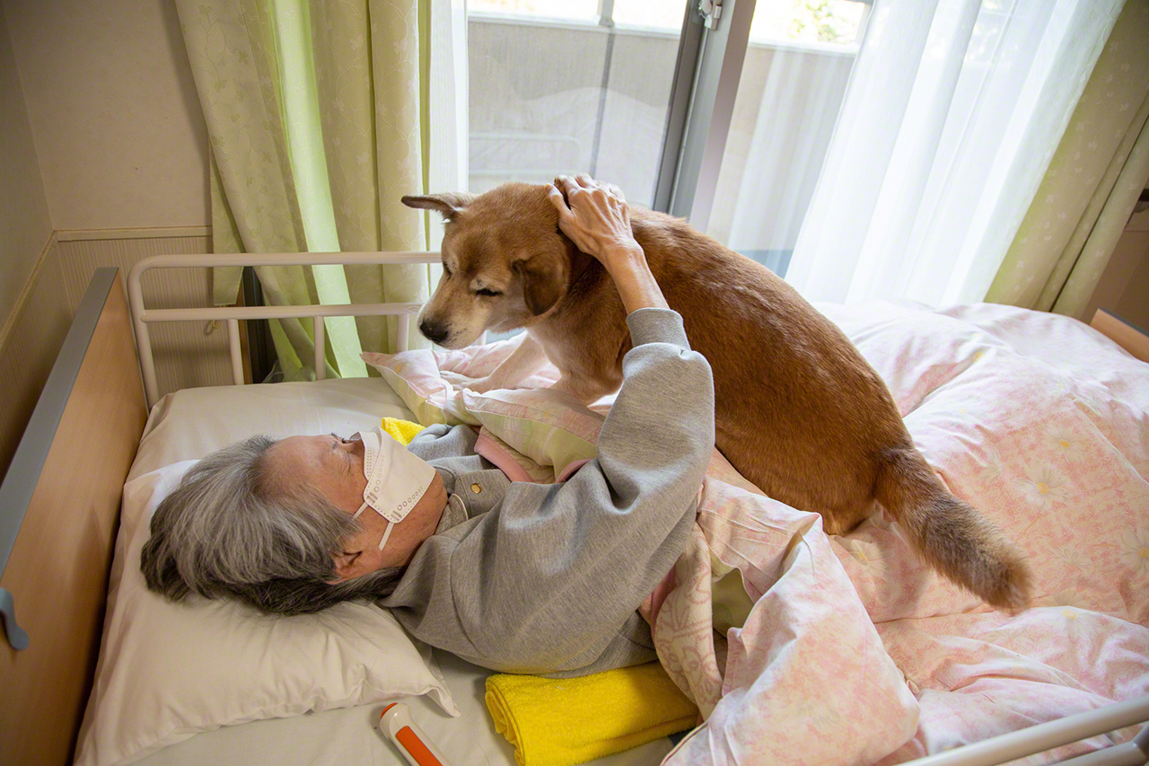 ホームの看板犬・文福（ぶんぷく）は、入所したばかりのお年寄りのベッドに上がって、早くも大歓迎