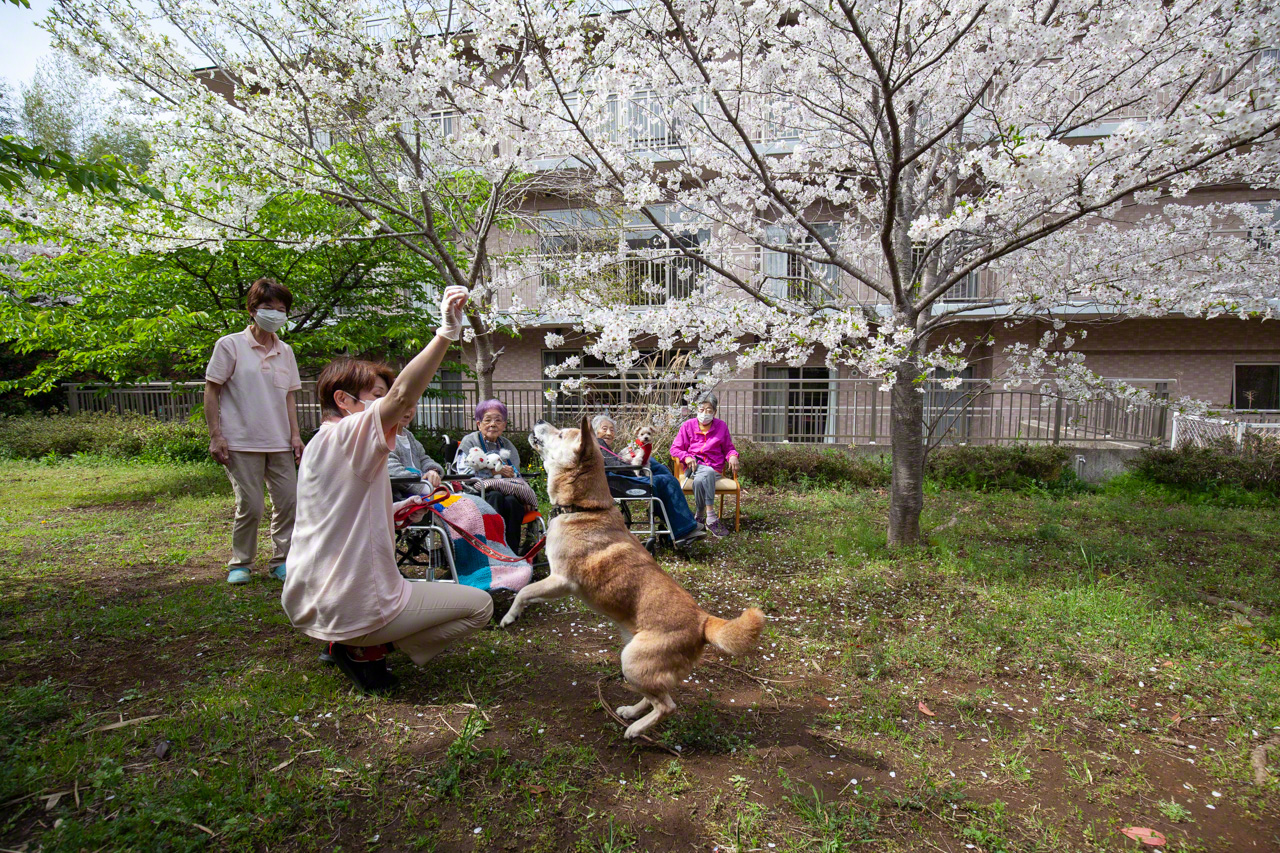 居室のすぐ外の庭で、恒例のお花見。文福の元気な姿を見て思わず笑みがこぼれる