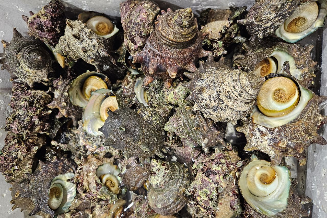 密漁者に狙われることもある高級貝のサザエ 写真:筆者提供