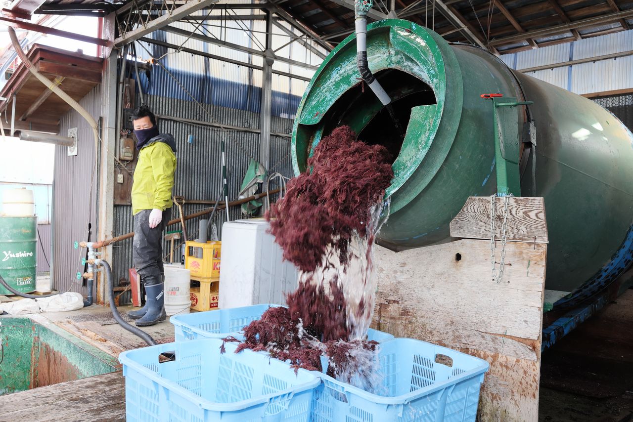 洗ったテングサを回収