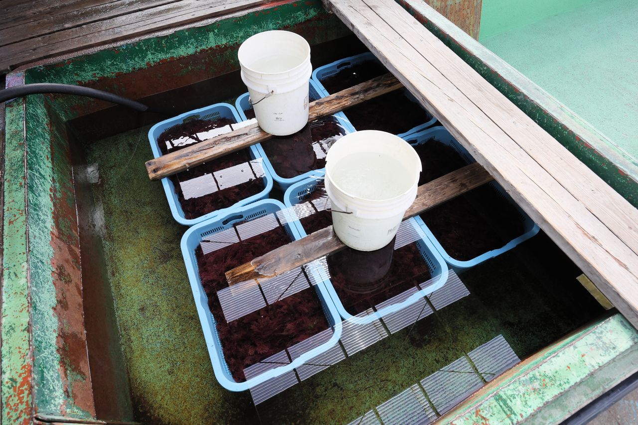 浮き上がらないよう重しをのせる