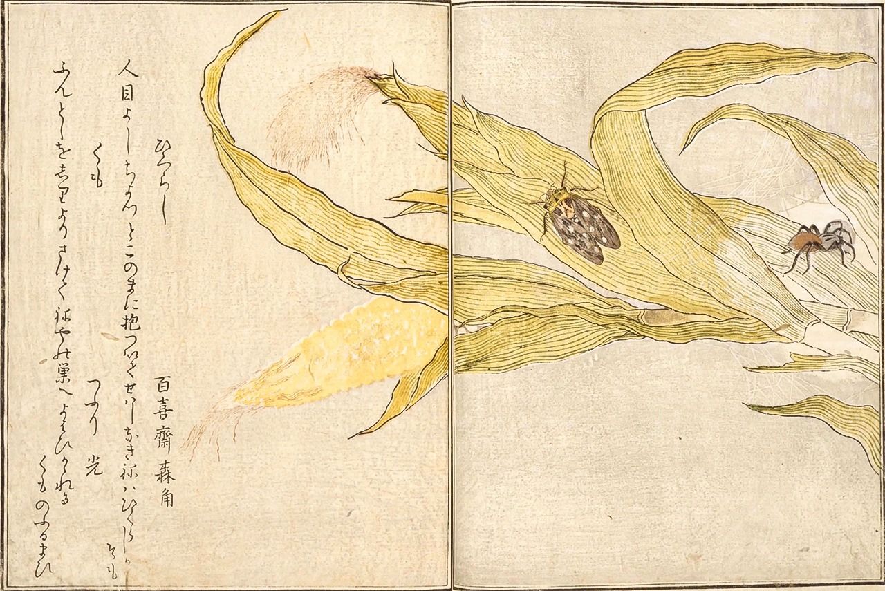 『画本虫撰』の蝉と蜘蛛。国立国会図書館所蔵