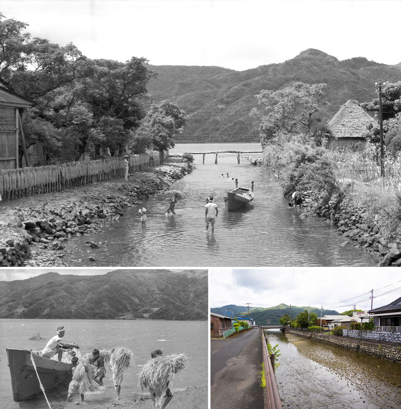 戦後の宇検村は川が幹線道路。子どもも稲刈りを手伝った(ニッポンドットコム撮影)