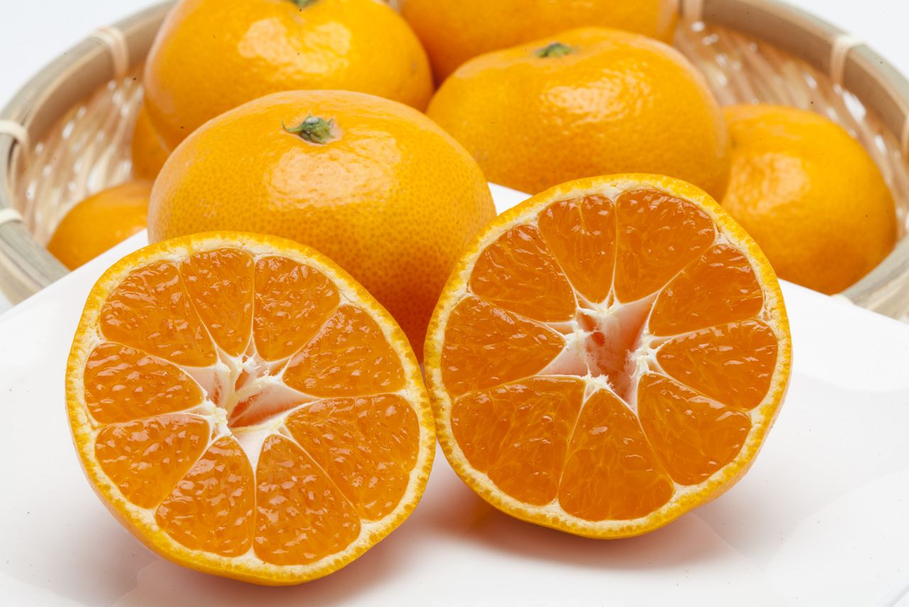 (写真提供:和歌山県観光連盟)